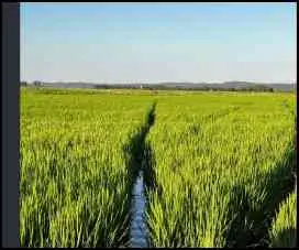 Indonesia is Not Running Out of Rice